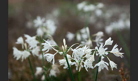 Kwashi (Pancratium trianthum)