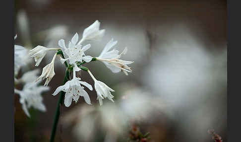 Kwashi (Pancratium trianthum)