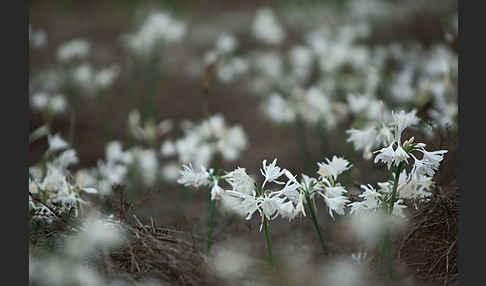 Kwashi (Pancratium trianthum)