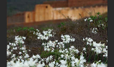 Kwashi (Pancratium trianthum)