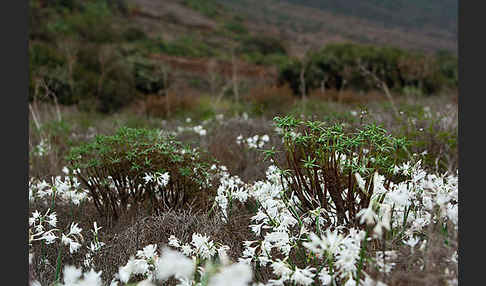 Kwashi (Pancratium trianthum)