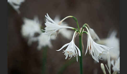 Kwashi (Pancratium trianthum)