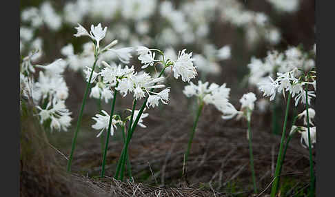 Kwashi (Pancratium trianthum)