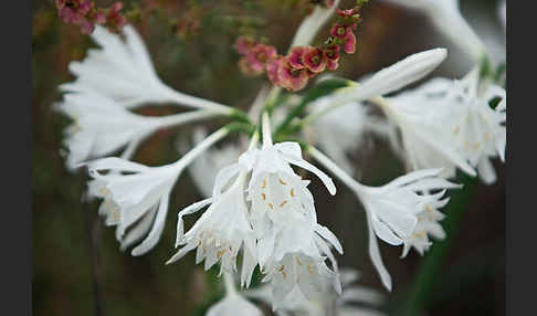 Gegliederter Saxaul (Haloxylon articulatum)