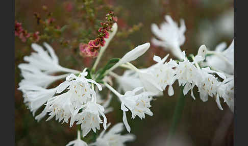 Gegliederter Saxaul (Haloxylon articulatum)