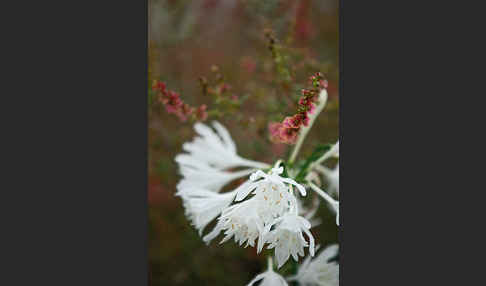 Gegliederter Saxaul (Haloxylon articulatum)