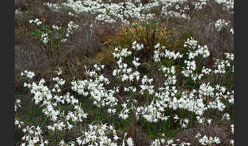 Kwashi (Pancratium trianthum)