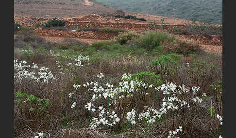 Kwashi (Pancratium trianthum)