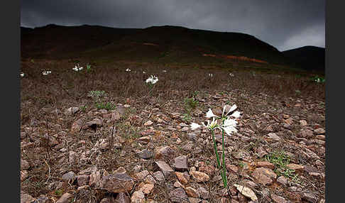 Kwashi (Pancratium trianthum)