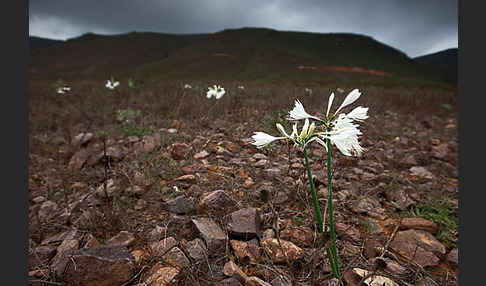 Kwashi (Pancratium trianthum)