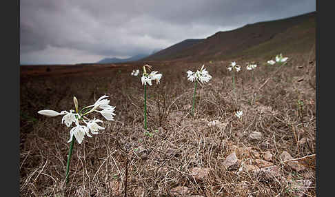 Kwashi (Pancratium trianthum)