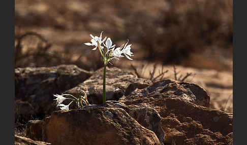 Kwashi (Pancratium trianthum)