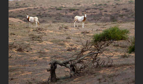 Säbelantilope (Oryx dammah)