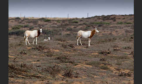 Säbelantilope (Oryx dammah)