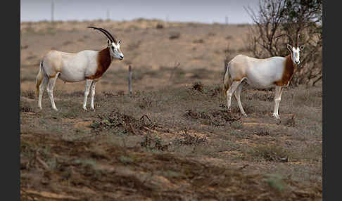 Säbelantilope (Oryx dammah)