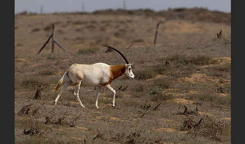 Säbelantilope (Oryx dammah)