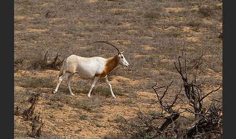 Säbelantilope (Oryx dammah)