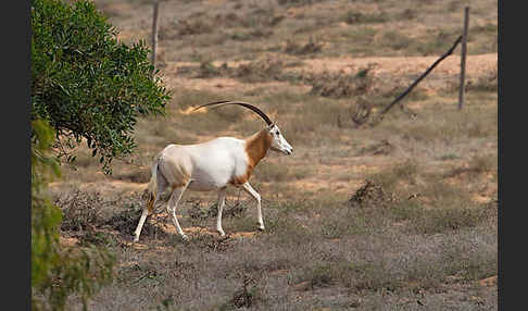 Säbelantilope (Oryx dammah)