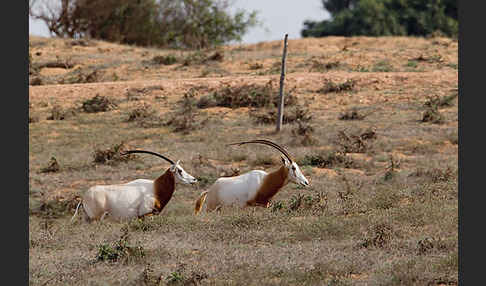 Säbelantilope (Oryx dammah)