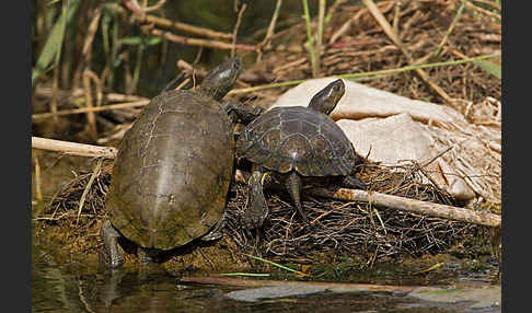 Spanische Wasserschildkröte (Mauremys leprosa)