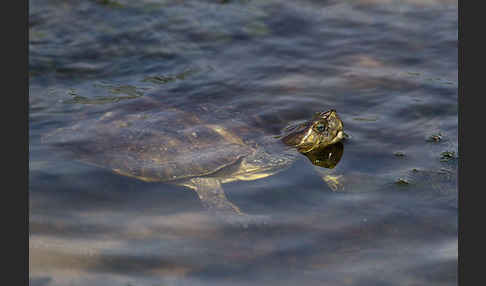 Spanische Wasserschildkröte (Mauremys leprosa)