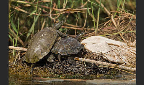 Spanische Wasserschildkröte (Mauremys leprosa)