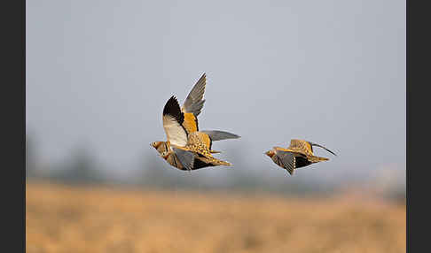 Sandflughuhn sspec. (Pterocles orientalis aragonica)