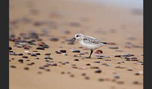 Sanderling (Calidris alba)