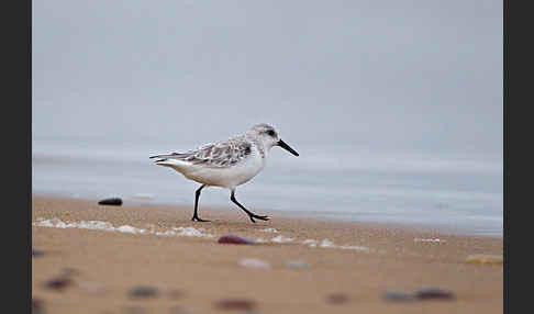 Sanderling (Calidris alba)