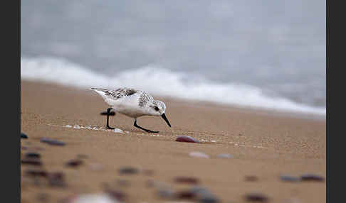 Sanderling (Calidris alba)