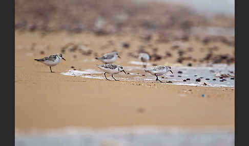 Sanderling (Calidris alba)