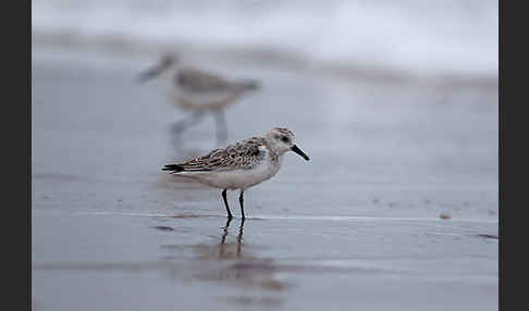 Sanderling (Calidris alba)