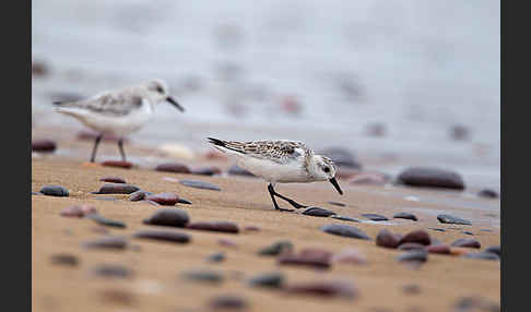 Sanderling (Calidris alba)