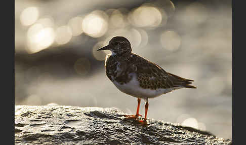 Steinwälzer (Arenaria interpres)