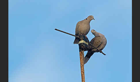 Türkentaube (Streptopelia decaocto)