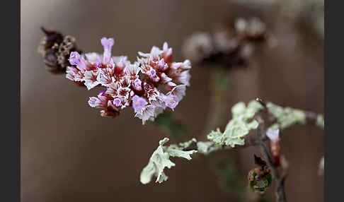 Strandflieder (Limonium spec.)