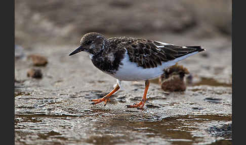 Steinwälzer (Arenaria interpres)