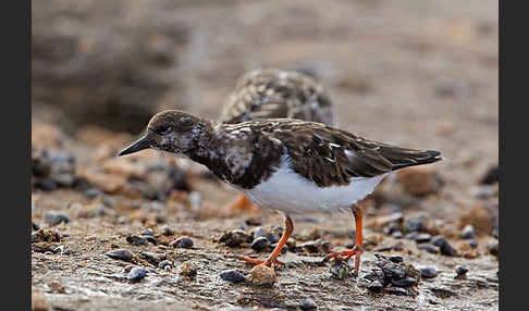 Steinwälzer (Arenaria interpres)