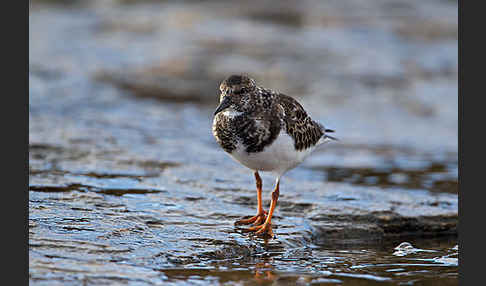 Steinwälzer (Arenaria interpres)