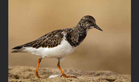 Steinwälzer (Arenaria interpres)