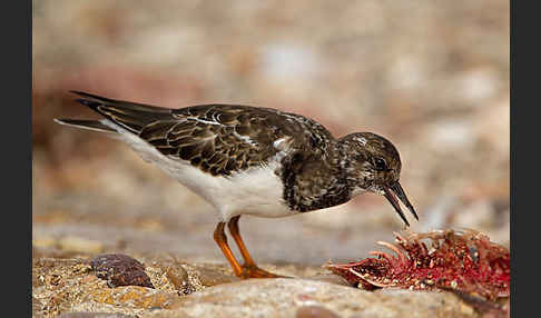 Steinwälzer (Arenaria interpres)