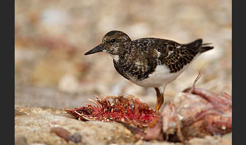 Steinwälzer (Arenaria interpres)