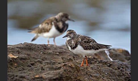 Steinwälzer (Arenaria interpres)