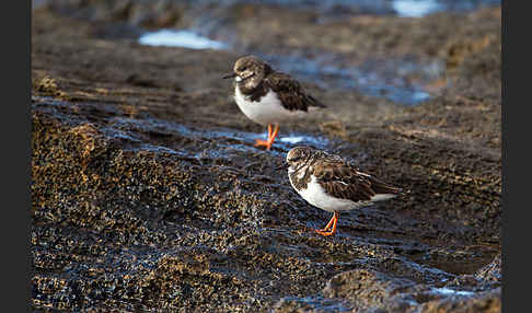 Steinwälzer (Arenaria interpres)