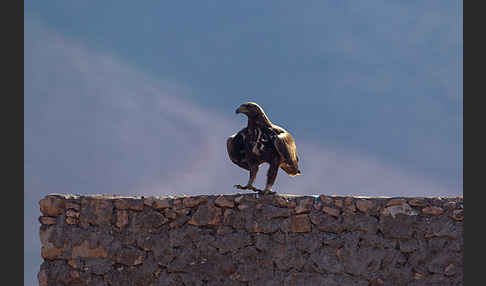 Steinadler (Aquila chrysaetos)