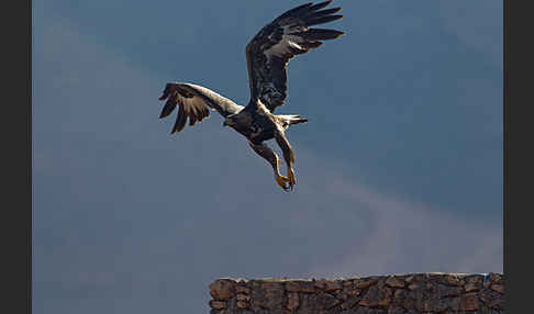 Steinadler (Aquila chrysaetos)