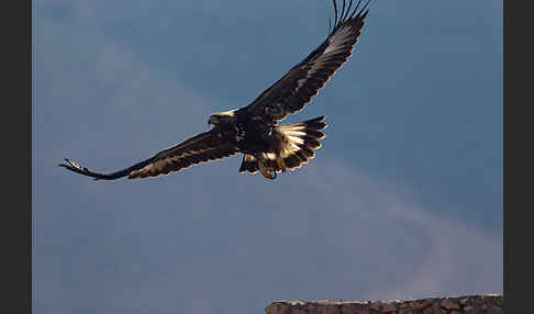 Steinadler (Aquila chrysaetos)