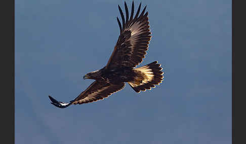 Steinadler (Aquila chrysaetos)