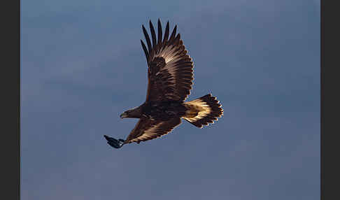 Steinadler (Aquila chrysaetos)