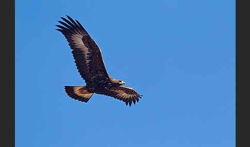 Steinadler (Aquila chrysaetos)